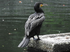 Phalacrocorax carbo