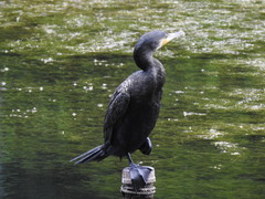 Phalacrocorax carbo