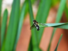 Betasyrphus serarius