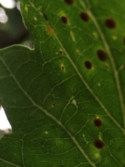 Neuroterus quercusbaccarum