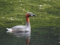 Tachybaptus ruficollis