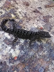 Gonatodes concinnatus