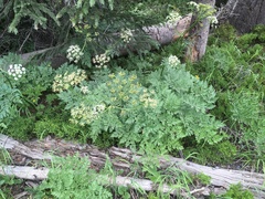 Ligusticum porteri