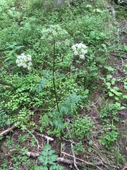 Ligusticum porteri