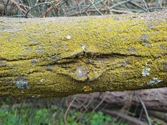 Candelariella xanthostigmoides