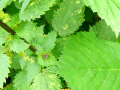 Planuncus tingitanus