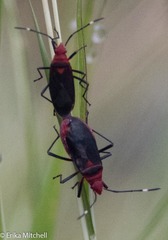Dysdercus fulvoniger