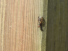 Ceroxys urticae