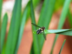 Betasyrphus serarius
