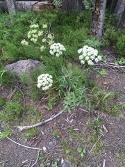 Ligusticum porteri