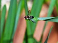 Betasyrphus serarius