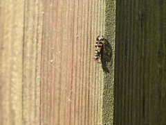 Ceroxys urticae