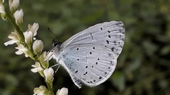 Celastrina argiolus