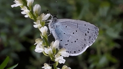 Celastrina argiolus