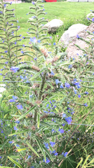 Echium vulgare