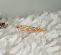 Pyroderces argyrogrammos