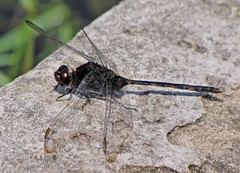 Erythemis plebeja