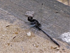 Erythemis plebeja