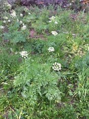Ligusticum porteri