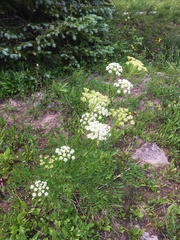 Ligusticum porteri