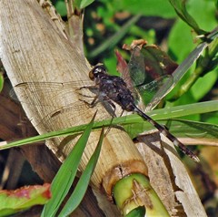 Erythemis plebeja