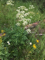 Ligusticum porteri