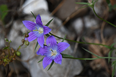 Campanula spatulata