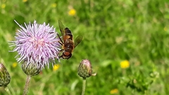 Eristalis pertinax
