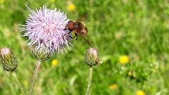 Eristalis pertinax