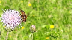 Eristalis pertinax