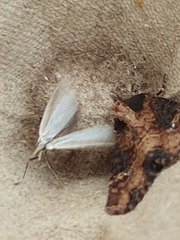 Agriphila straminella
