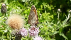 Maniola jurtina