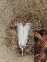 Agriphila straminella