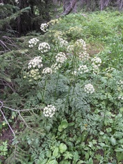 Ligusticum porteri