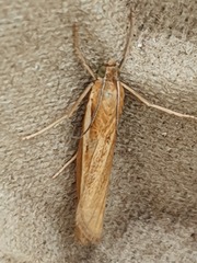 Agriphila tristella