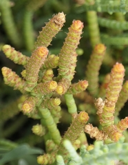 Arthrocaulon macrostachyum