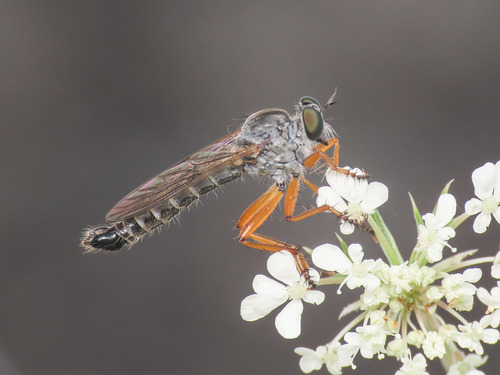 Neomochtherus schineri