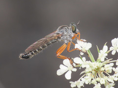 Neomochtherus schineri