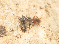 Agenioideus nubecula