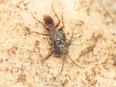 Agenioideus nubecula