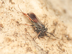 Agenioideus nubecula