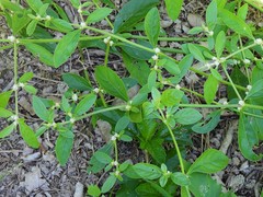 Alternanthera bettzickiana