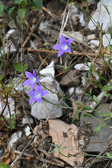 Campanula spatulata
