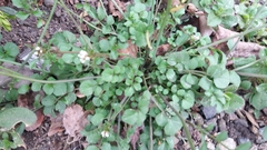 Cardamine hirsuta