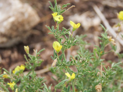 Medicago prostrata