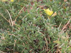 Medicago prostrata