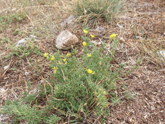 Medicago prostrata