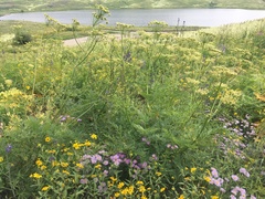 Ligusticum porteri