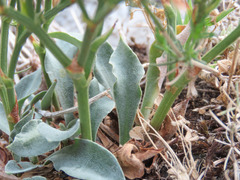 Goniolimon italicum