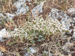Goniolimon italicum